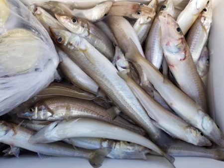 オーフリー 釣果