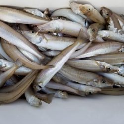 オーフリー 釣果