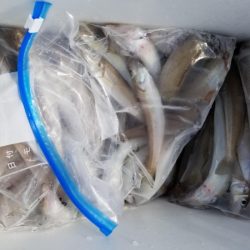 オーフリー 釣果