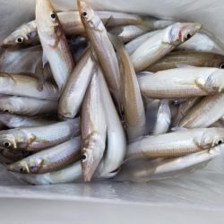 オーフリー 釣果