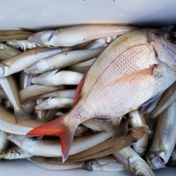 オーフリー 釣果