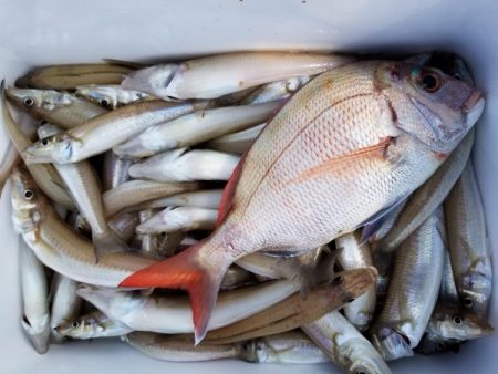 オーフリー 釣果