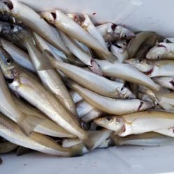 オーフリー 釣果