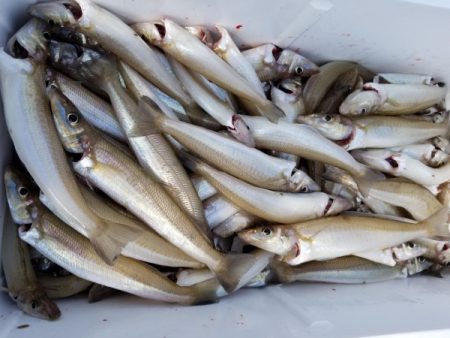 オーフリー 釣果