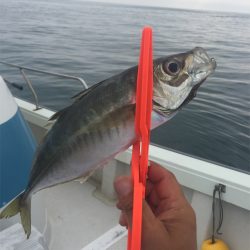 マタウマリンサービス 釣果