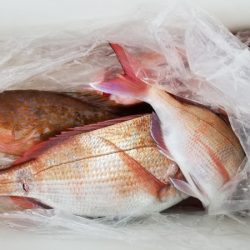 オーフリー 釣果