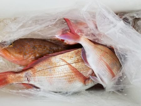 オーフリー 釣果