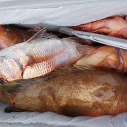 オーフリー 釣果