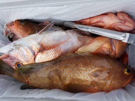 オーフリー 釣果