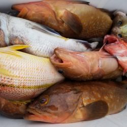 オーフリー 釣果