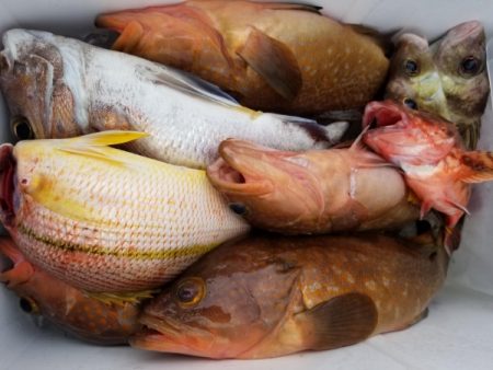 オーフリー 釣果