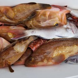 オーフリー 釣果