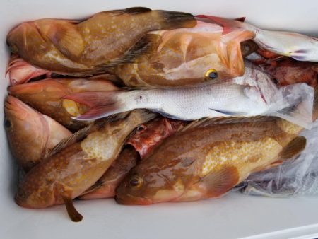 オーフリー 釣果