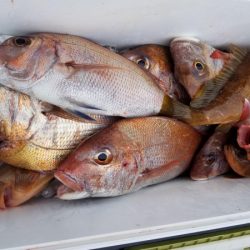 オーフリー 釣果