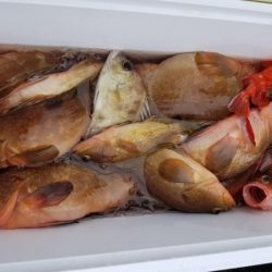 オーフリー 釣果