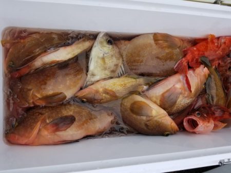 オーフリー 釣果