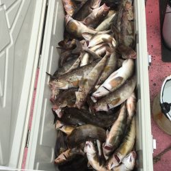 第八平成丸 釣果