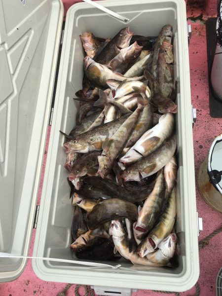 第八平成丸 釣果