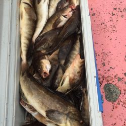 第八平成丸 釣果