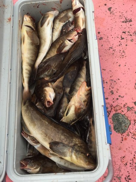 第八平成丸 釣果