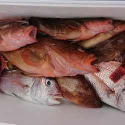 オーフリー 釣果