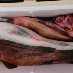 オーフリー 釣果