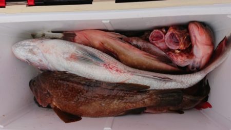 オーフリー 釣果