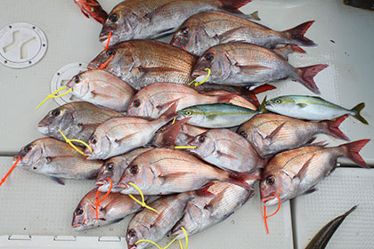 松本釣船２ 釣果