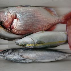 明神釣船 釣果