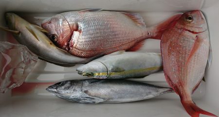 明神釣船 釣果