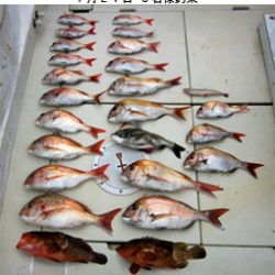 来温丸(らいおんまる) 釣果