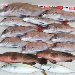 松本釣船２ 釣果