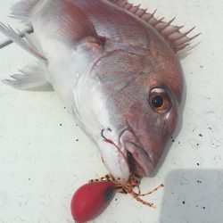 マタウマリンサービス 釣果