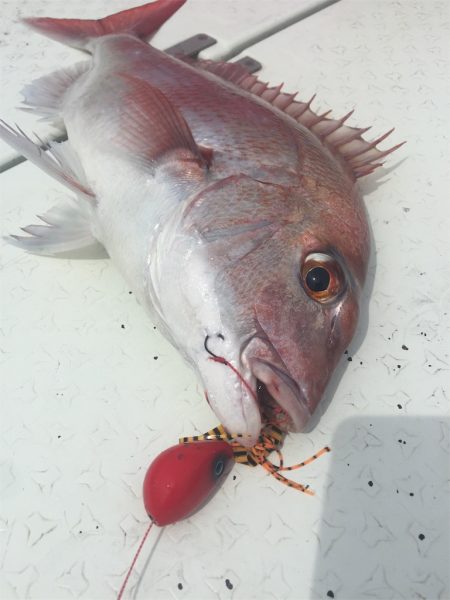 マタウマリンサービス 釣果