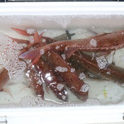 松本釣船2 釣果