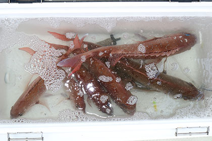 松本釣船2 釣果