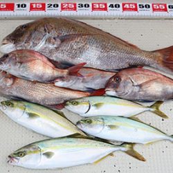 松本釣船2 釣果