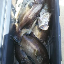 モンロー号 釣果