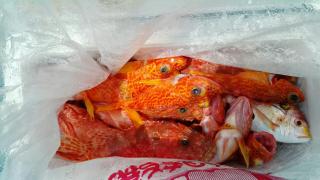 長栄丸(静岡) 釣果