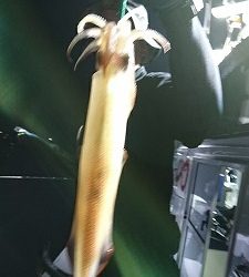 海龍丸(福岡) 釣果