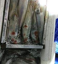 海龍丸(福岡) 釣果
