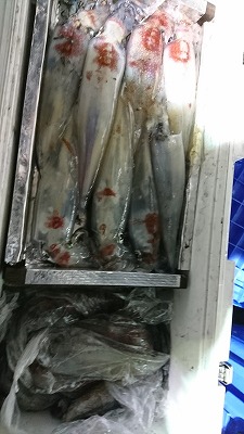 海龍丸(福岡) 釣果