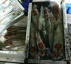 海龍丸(福岡) 釣果