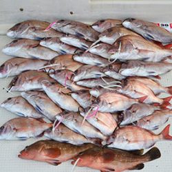 松本釣船2 釣果