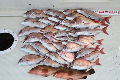 松本釣船2 釣果