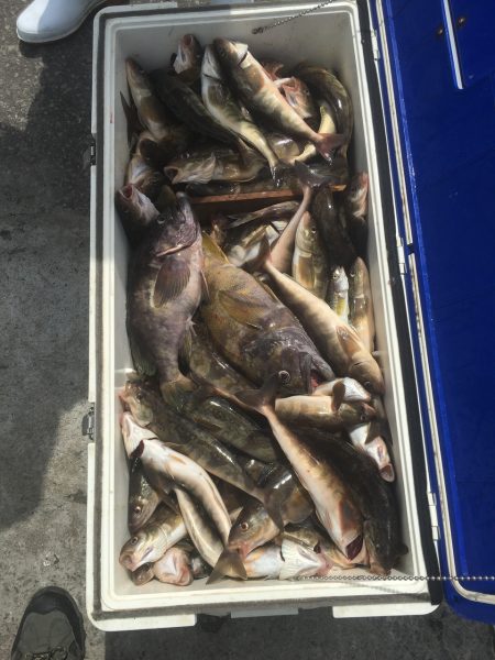 第八平成丸 釣果