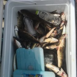 第八平成丸 釣果