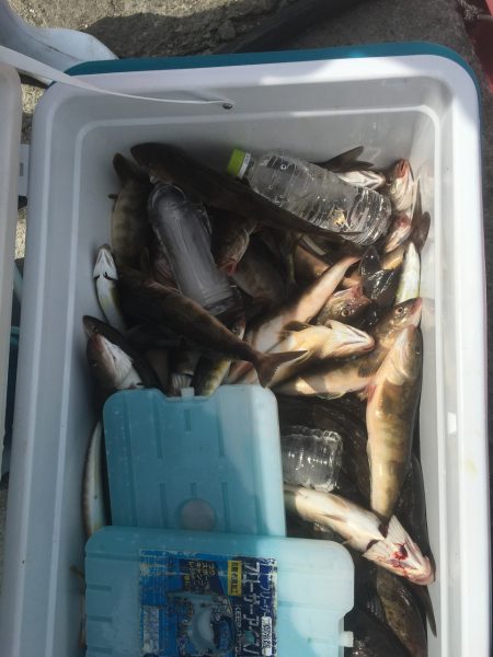 第八平成丸 釣果