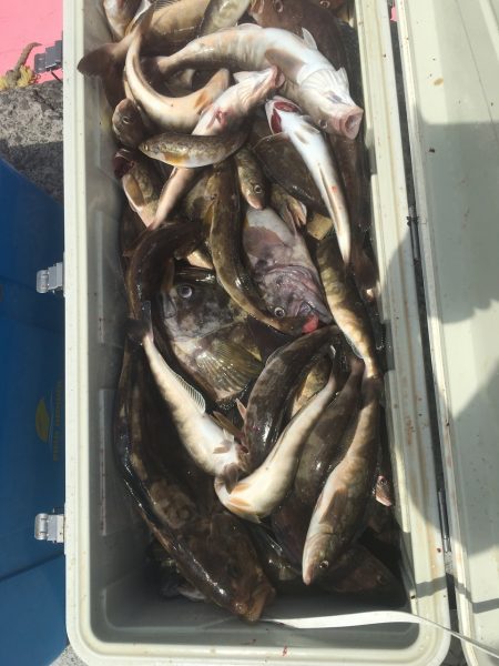 第八平成丸 釣果