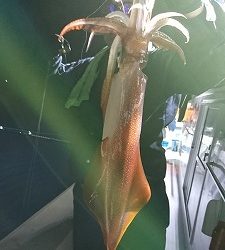 海龍丸(福岡) 釣果